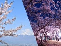 桜・1,500本が咲き上がる！  絶景“さくらコース”「光城山」でお花見ハイキング！  山頂からは雪化粧の北アルプス＆夜はライトアップも【長野県安曇野市】