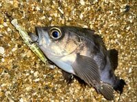 特別な装備＆遠征の必要ナシ！  防波堤からの「メバル釣り」 迷ったらとりあえず＆初心者におすすめ「冬のライトソルト」