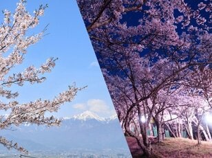 桜・1,500本が咲き上がる！  絶景“さくらコース”「光城山」でお花見ハイキング！  山頂からは雪化粧の北アルプス＆夜はライトアップも【長野県安曇野市】