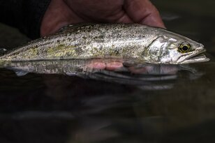 【渓流釣り】「桜の下のアマゴはほんのりピンク色」春の里川でお花見フィッシング！ 長野県・天竜川支流 2023年