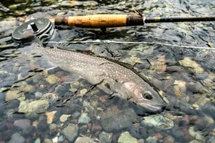 【渓流釣り】「優しい雨は釣りも易しくしてくれる？」京都じゃなくて山梨！ ビギナーからエキスパートまで幅広い層に人気の桂川 2022年