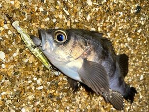 特別な装備＆遠征の必要ナシ！  防波堤からの「メバル釣り」 迷ったらとりあえず＆初心者におすすめ「冬のライトソルト」