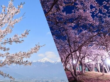 桜・1,500本が咲き上がる！ 絶景“さくらコース”「光城山」でお花見