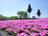 まるで「ピンクの花の海」！  絶景「芝桜の丘」咲き誇る40万株＆展望「見晴らしの丘」ほか「秩父・羊山公園」現地レポの画像005