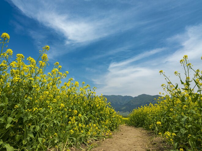 【北信濃の春】穴場と言うにはあまりに広大すぎる！ 千曲川の河川敷を埋め尽くす菜の花の「黄色い海」 長野県飯山市・2022の画像004