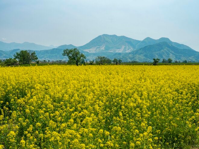 【北信濃の春】穴場と言うにはあまりに広大すぎる！ 千曲川の河川敷を埋め尽くす菜の花の「黄色い海」 長野県飯山市・2022の画像002