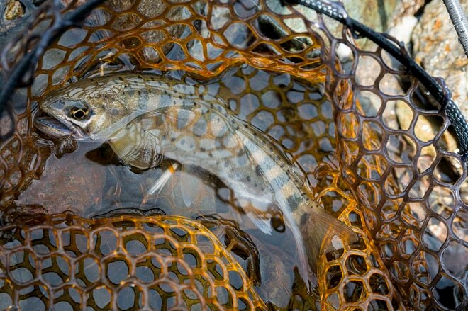 【渓流釣り】想像以上の減水でシビアな反応「重箱の隅をつつくように誘って、ようやく引っ張り出した奥飛騨のイワナ」  岐阜県｜2026年の画像005