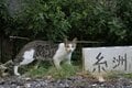 “さくらねこ” 発祥の島で【琉球島猫百景 vol.06　石垣島〈1〉】の画像002
