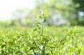 「八十八夜」まであと10日！「今年最初のお茶」という新鮮味を感じる日本の素敵な文化。それはワインのボジョレーヌーボーの解禁に似ている？【フランス人茶商の茶国漫遊記 vol.03「新茶の息吹に誘われて〜狭山茶」埼玉県日高市】の画像002
