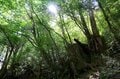 【世界自然遺産・屋久島】樹齢1800年「仏陀杉」に会いに行く！「ヤクスギランド」の吊り橋とエメラルドグリーンの清流を巡る1時間20分ライトトレッキングの画像013