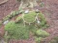 秘境感漂う静かな低山「鹿倉山」 神々しい社＆苔むす岩々と展望のハイキング【京都府福知山市・兵庫県丹波篠山市】の画像010