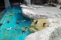 「世界のペンギン」の半分の種類が見られる「長崎ペンギン水族館」 一度は見たい！  かわいい“天然ビーチ”散歩＆マリンアクティビティも楽しめるの画像003