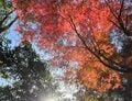 「ミシュラン三つ星」の絶景地「高尾山」で紅葉ハイキング！  しっかり歩ける「稲荷山コース」＆フォトスポットの人気吊橋「4号路」で秋景色を堪能！の画像002