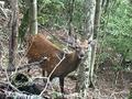 見晴らし抜群の冬こそ登りたい！ 丹沢「大山」地平線が丸く見える？ 関東平野を一望する、山頂からの絶景！ ヤビツ峠コース「登山レポ」の画像003