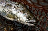 【渓流釣り】 時間に厳しい！？  夕闇のプールではしゃぐ山女たち 「翌朝もワンチャンあるかも！」 2024年6月、新潟県十日町