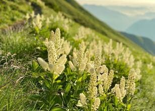 これだけは覚えたい「高山植物」11選！ 「よく見かける＆特徴的な色・形」記憶に残りやすい花！【知ると登山がより楽しくなる】