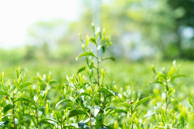「八十八夜」まであと10日！「今年最初のお茶」という新鮮味を感じる日本の素敵な文化。それはワインのボジョレーヌーボーの解禁に似ている？【フランス人茶商の茶国漫遊記 vol.03「新茶の息吹に誘われて〜狭山茶」埼玉県日高市】の画像002