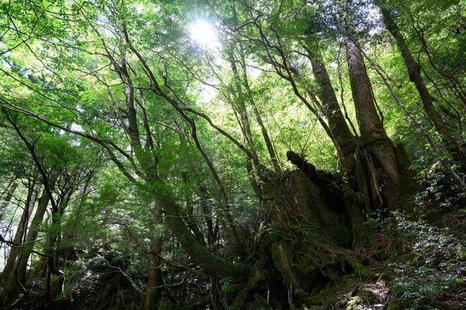 【世界自然遺産・屋久島】樹齢1800年「仏陀杉」に会いに行く！「ヤクスギランド」の吊り橋とエメラルドグリーンの清流を巡る1時間20分ライトトレッキングの画像013