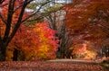【紅葉祭り】「この連休がピーク！」紅葉に彩られた『もみじ湖』と渓谷美！ 視界を埋め尽くすほどの赤い世界！ 長野県・箕輪ダム 2023年の画像002