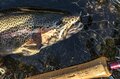 冬季釣り場【首都圏の都市河川でビックレインボー】“ハコスチ”を狙う！ 日本一の利根川でフライフィッシング・群馬漁協2022年の画像007