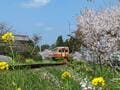 絶景！ 房総の「桜＆菜の花」に包まれる「いすみ鉄道」春ドライブで訪れたい「とっておき撮影スポット」3選の画像002