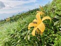 楽しいのは景色だけじゃない！  雪解けと共に始まる、高山植物の「開花ラッシュ」 登山に行くなら見なきゃ損する「高山植物」5選の画像009