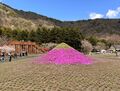芝桜と映えるフォトスポットが満載の富士本栖湖リゾート「富士芝桜まつり」  ゴールデンウィークは満開の見頃で富士山を背景に一面ピンクのじゅうたん！？ 【編集部リポート】の画像003