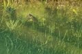 まだ梅雨入りしないの？  たまらん暑さからの逃亡！「避暑的フライフィッシングが気持ち良すぎた」釣行レポート【2024年6月・群馬県片品村】の画像001