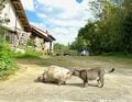 美しい沖縄の風景と琉球島猫「フォトセレクション」すべての島猫たちへの敬意と感謝を込めて【琉球島猫百景 vol.21「琉球弧の島猫たち」沖縄県】の画像003