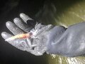闇夜に光る春の味…「身投げ」ホタルイカすくいに挑戦！  ＜富山県＞の画像004