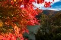 【3年連続全国No.1の紅葉スポット】「落ち葉の絨毯を狙うなら今でしょ！」鮮やかに染まるもみじ湖と“もみじのトンネル”《長野県・箕輪町》2022年の画像002