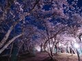 桜・1,500本が咲き上がる！  絶景“さくらコース”「光城山」でお花見ハイキング！  山頂からは雪化粧の北アルプス＆夜はライトアップも【長野県安曇野市】の画像003