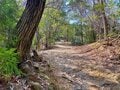 京都の観光名所「嵐山」でハイキング！  渡月橋から約1時間半の低山「松尾山」 竹林の絶景＆山頂からは “五山送り火” も展望OK！  登山デビューにも最適の画像006