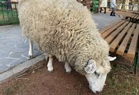 六甲山で「モコモコ羊たちとの極上ふれあい体験」この季節ならではの「ぬくぬくハイキング」幸せ体験