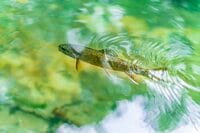 本州で釣れるのは日光・湯川だけ！「フライフィッシングの聖地」で狙うブルックトラウト