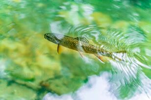 本州で釣れるのは日光・湯川だけ！「フライフィッシングの聖地」で狙うブルックトラウト