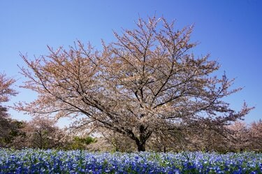 ネモフィラ」青の絶景！ 23区内最大規模の楽園「舎人公園」桜のピンク