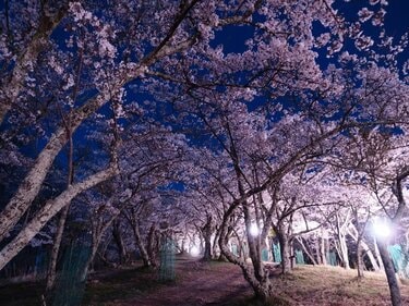 桜・1,500本が咲き上がる！ 絶景“さくらコース”「光城山」でお花見