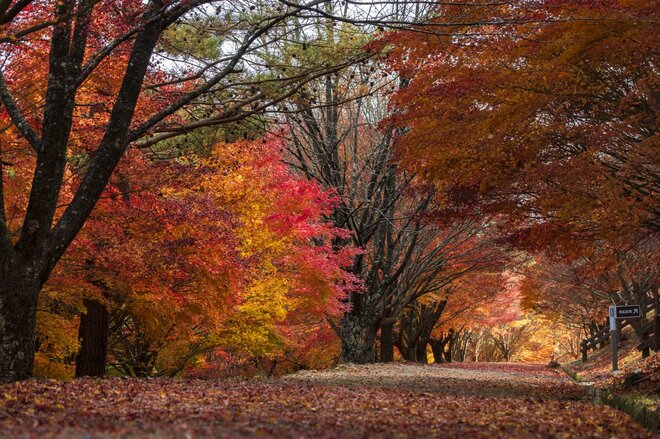 【紅葉祭り】「この連休がピーク！」紅葉に彩られた『もみじ湖』と渓谷美！ 視界を埋め尽くすほどの赤い世界！ 長野県・箕輪ダム 2023年の画像002