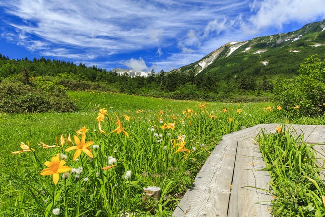 「つがいけマウンテンリゾート」グリーンシーズン営業開始！  北アルプスの絶景と高層湿原が広がる「栂池自然園」へ【長野県小谷村】の画像002