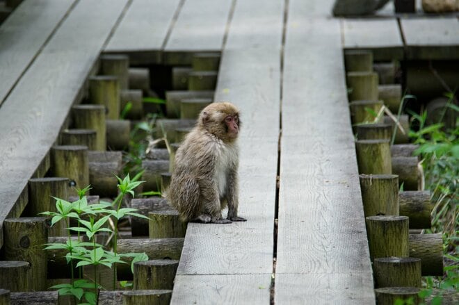 やっぱり “上高地” は泊まりの旅がいい！  明神・徳沢をめぐる『上高地さんぽ』  足を延ばしたからこそ味わえる「絶品グルメ＆優雅な山小屋時間」の画像011