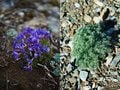 北岳登山解禁！  雪解けの山頂付近にのみ咲く「キタダケソウ」とは？【南アルプスの日々 vol.6】の画像005