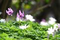【花巡り】南関東最大級の「カタクリの群生地」で紫色のじゅうたんと早春の花を満喫！  “数万株に一つの貴重なシロバナカタクリも”【神奈川県 2025年】の画像009