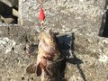 5月はメバル、ムラソイのハイシーズン！  釣果が期待の「穴釣り」に絶対必要な消波ブロック「徹底注意」の危機管理の画像002
