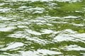 【渓流釣り】たった一匹のヤマメを釣るために！ “メタボなんて気にしない” 「昆虫食より魚派！ でも何でもいいかな」大食漢の欲張り山女の画像008