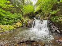 岩が鳴く？ 【春山に響く低い声】渓流釣り師なら遭遇しているかも「タゴガエル」の不思議な生態