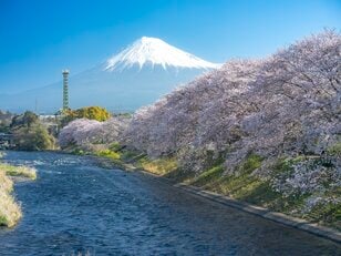 【渓流釣り】春本番！  お花見しながらの釣り歩き 「富士と桜とフライフィッシング」 静岡県・2025年