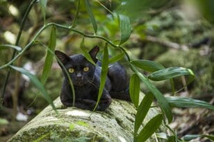 「カツオの島の島猫たち」宮古島から橋を渡って池間島、伊良部島へ【琉球島猫百景 vol.09　沖縄県・宮古島〈2〉】