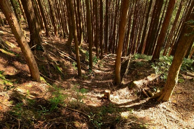 【NHK大河『豊臣兄弟！』ゆかりの城】ド肝抜く「主郭の大堀切」は、ほんの始まり…「土佐国・内田城〈前編〉」（高知県東洋町）【戦国の山城を攻める vol.11】の画像014