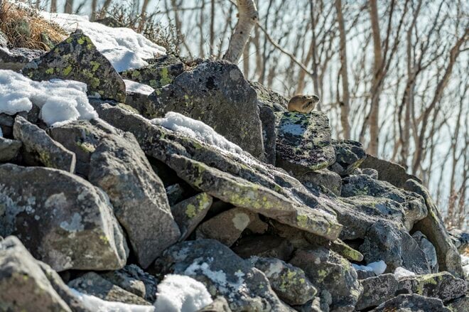 希少！ 【絶滅危惧種】北海道・ナキウサギのキュートすぎる“もふもふ“姿と鳴き声【2021年・東大雪】の画像004